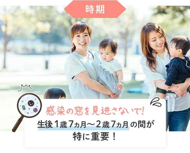 時期 感染の窓を見逃さないで！生後1歳7ヵ月〜2歳7ヵ月の間が 特に重要